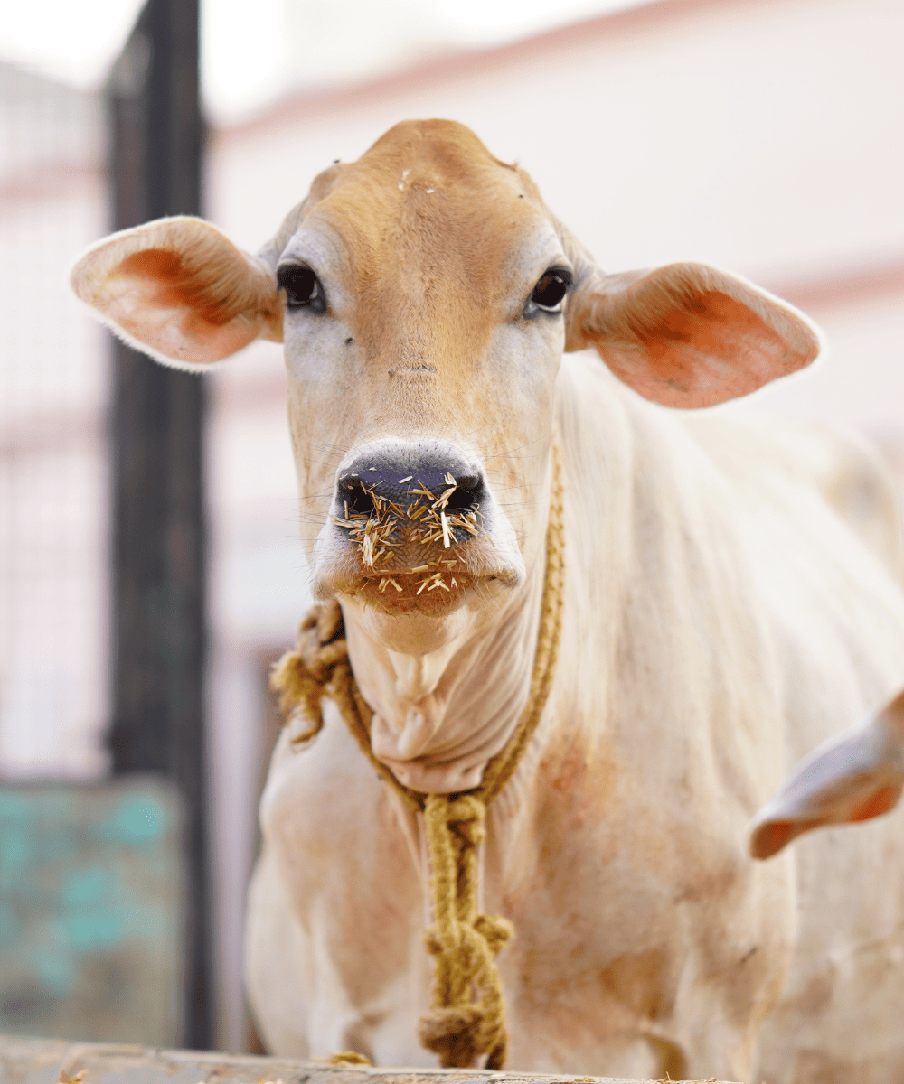 Livestock